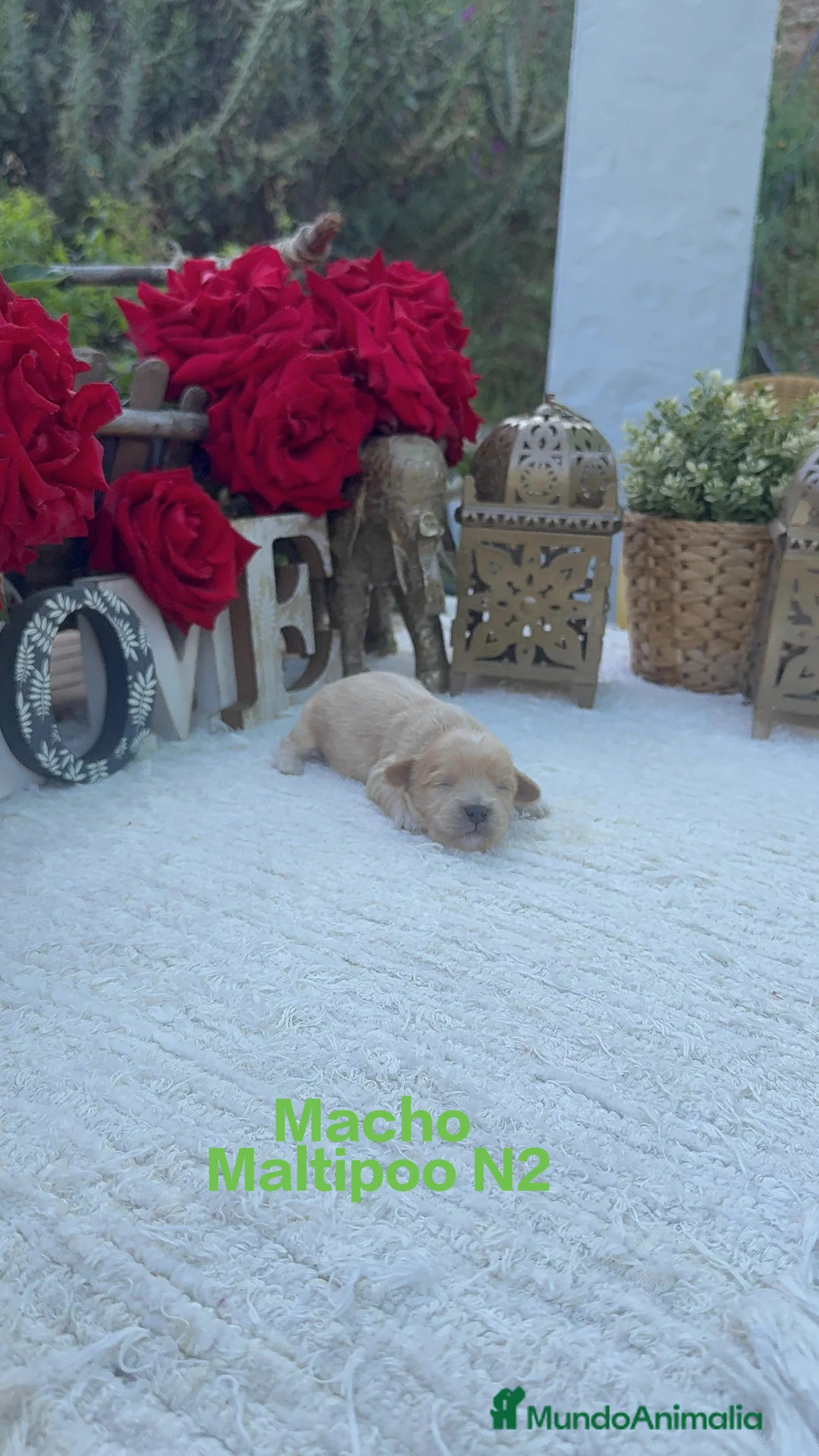 Maltipoo perros en venta: Maltipoo Toy Machos Rojos Y Apricot  - Anuncio 1