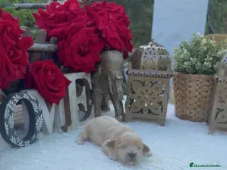 Maltipoo perros Maltipoo Toy Machos Rojos Y Apricot - Anuncio 1