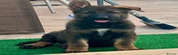 Pastor Alemán perros en venta: Cachorro pastor alemán linea de trabajo - Anuncio 4