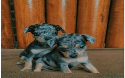 Pinscher Miniatura perros en venta: Pincher miniatura - Imagen 1