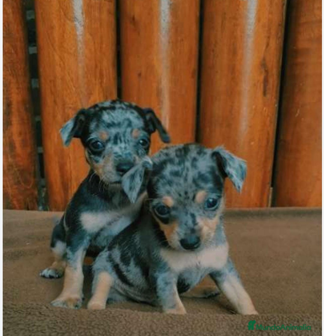 Pinscher Miniatura perros en venta: Pincher miniatura - Imagen 1