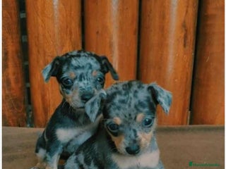 Pinscher Miniatura perros - Anuncio 1