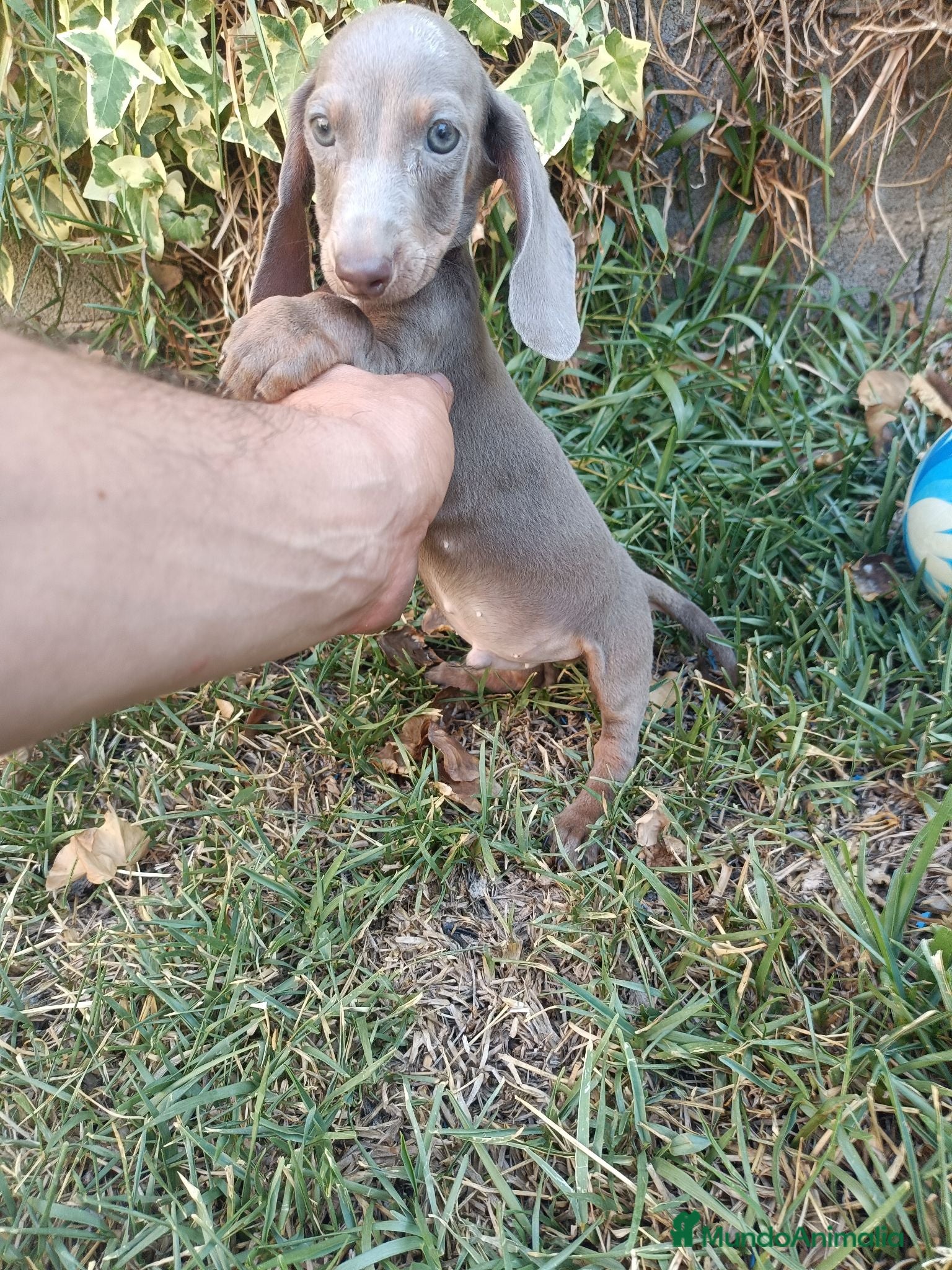 Teckel Miniatura perros Exclusivo Machito Isabela - Anuncio 1