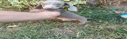 Teckel Miniatura perros en venta: Exclusivo Machito Isabela - Anuncio 1