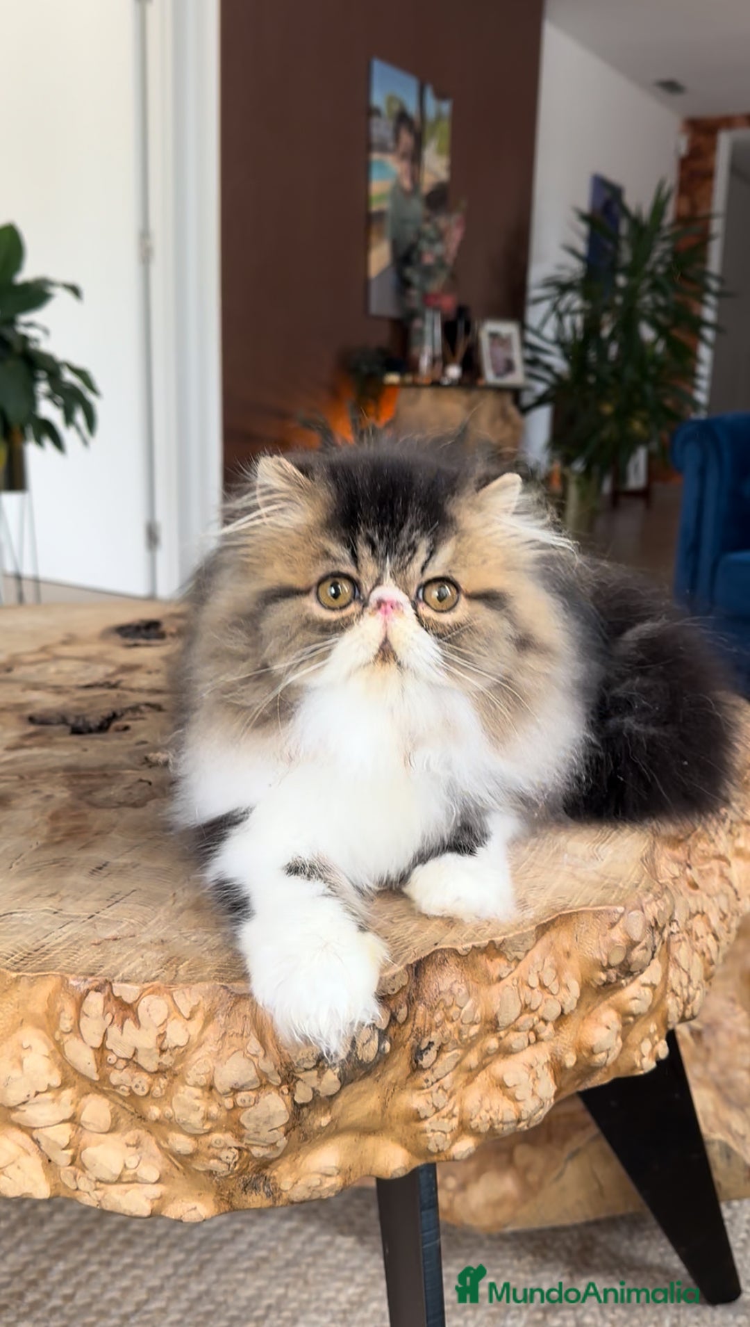 Persa gatos en venta: Persa macho Bicolor Brown Tabby  - Anuncio 6