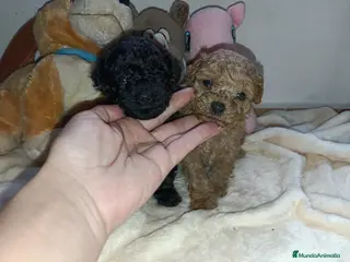 Caniche Toy perros Caniche toy - Anuncio 3