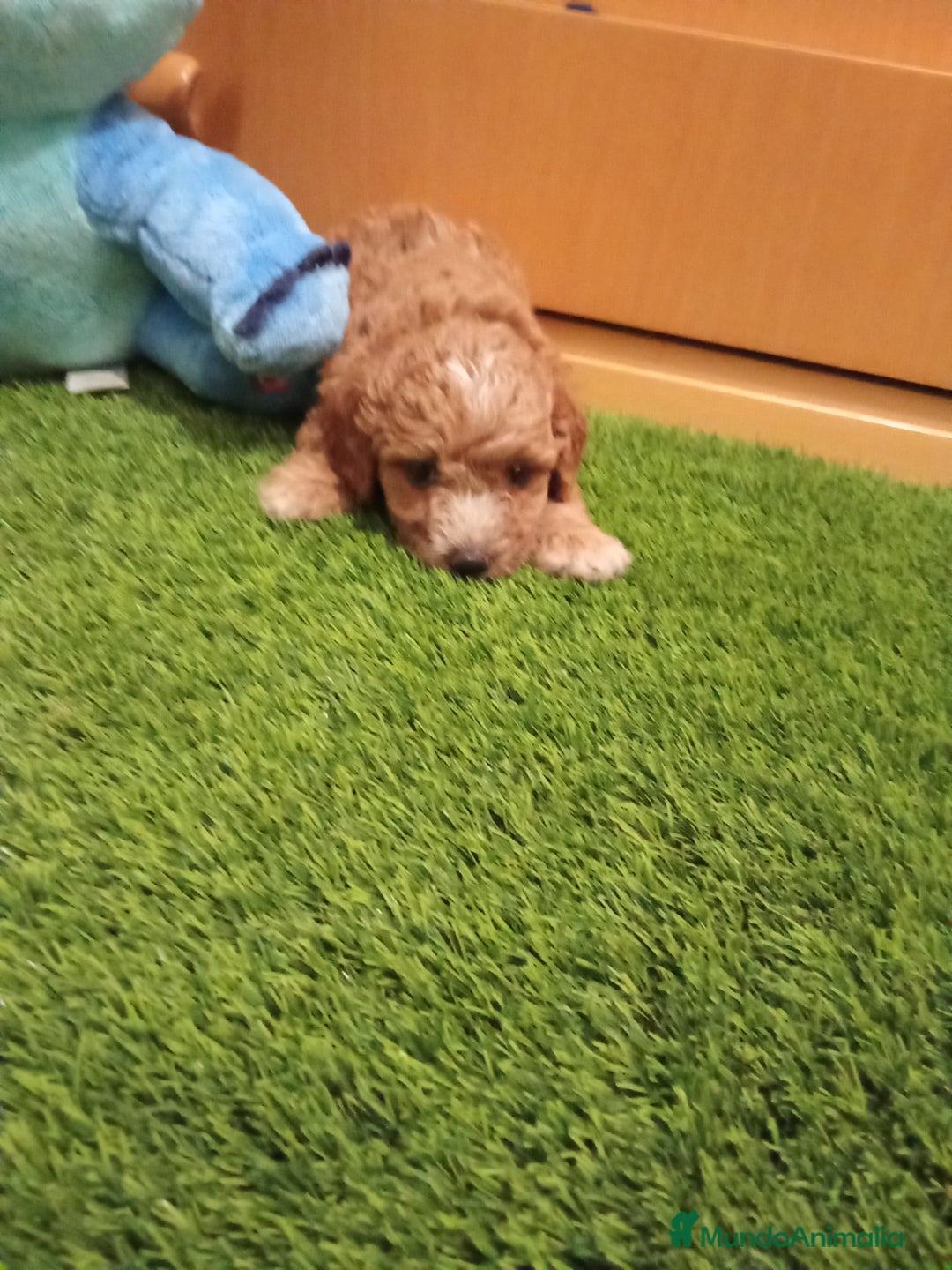 Maltipoo perros en venta: PRECIOSO MALTIPOO MINI - Imagen 2