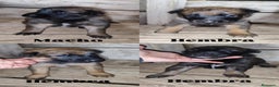 Pastor Belga Malinois perros en venta: PASTOR BELGA MALINOIS - Anuncio 1