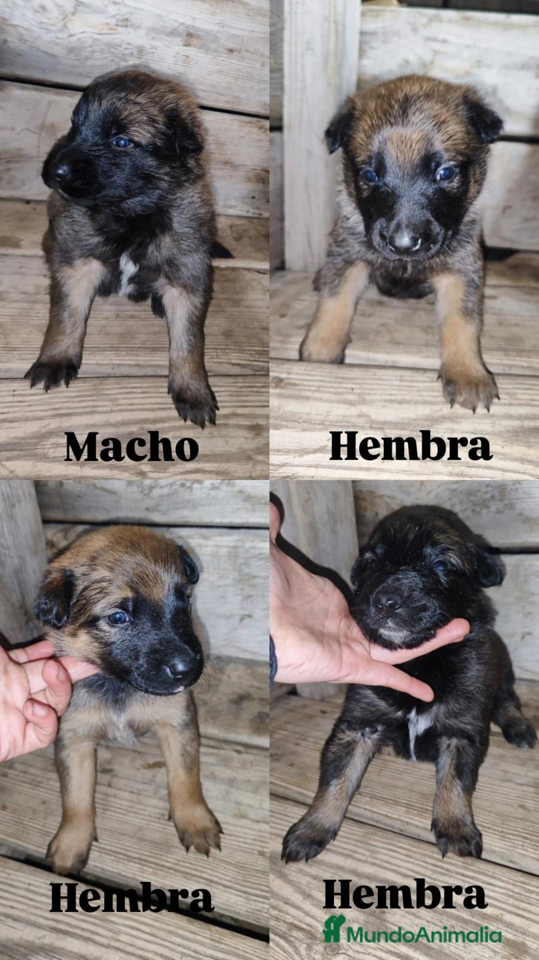 Pastor Belga Malinois perros en venta: PASTOR BELGA MALINOIS - Anuncio 1