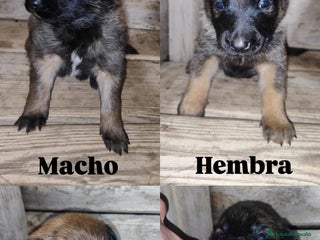 Pastor Belga Malinois perros PASTOR BELGA MALINOIS - Anuncio 1