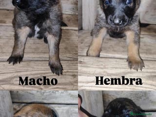 Pastor Belga Malinois perros PASTOR BELGA MALINOIS - Anuncio 6