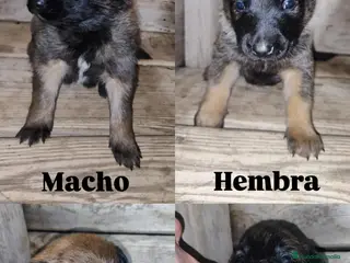 Pastor Belga Malinois perros PASTOR BELGA MALINOIS - Anuncio 8