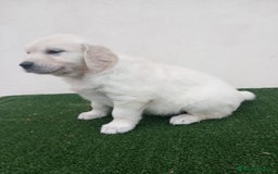 Golden Retriever perros en venta: Espectaculares ejemplares de GOLDEN RETRIEVER  - Anuncio 12