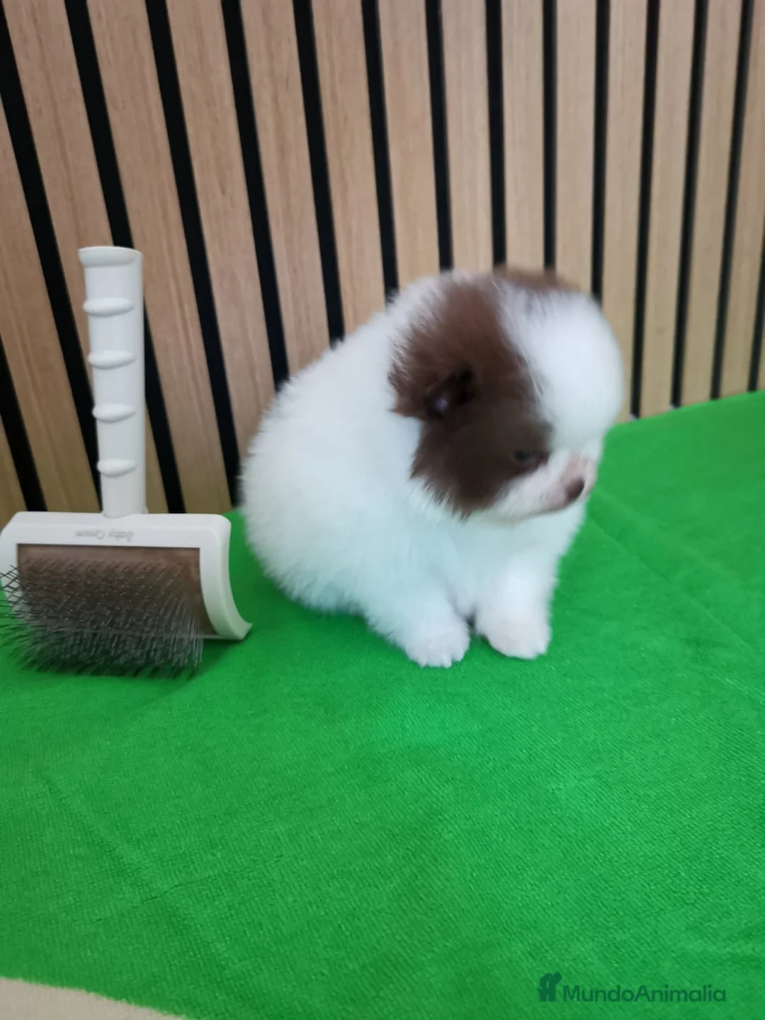 Pomerania perros en venta: Pomerania TOY Party Chocolate y Negro  - Anuncio 5