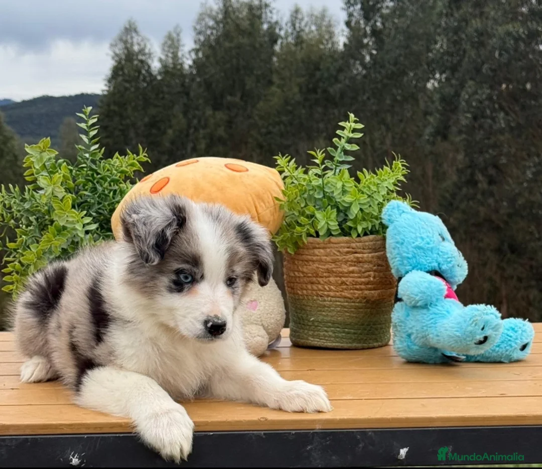 Border Collie perros en venta: Border collie merle - Anuncio 1