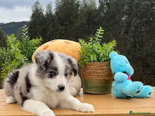 Border Collie perros Border collie merle - Anuncio 1