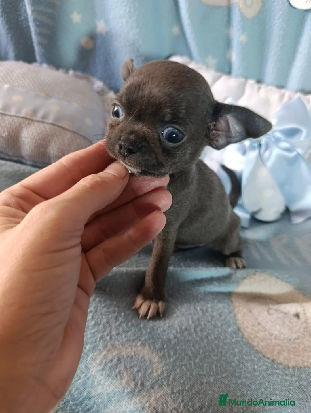 Chihuahua perros en venta: ‼️‼️PRECIOSA CAMADA DE CHIHUAHUAS TAMAÑO MINI - Anuncio 2