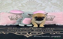 Chihuahua perros en venta: 🏆 Espectacular Chihuahua de Alta Calidad  - Imagen 4