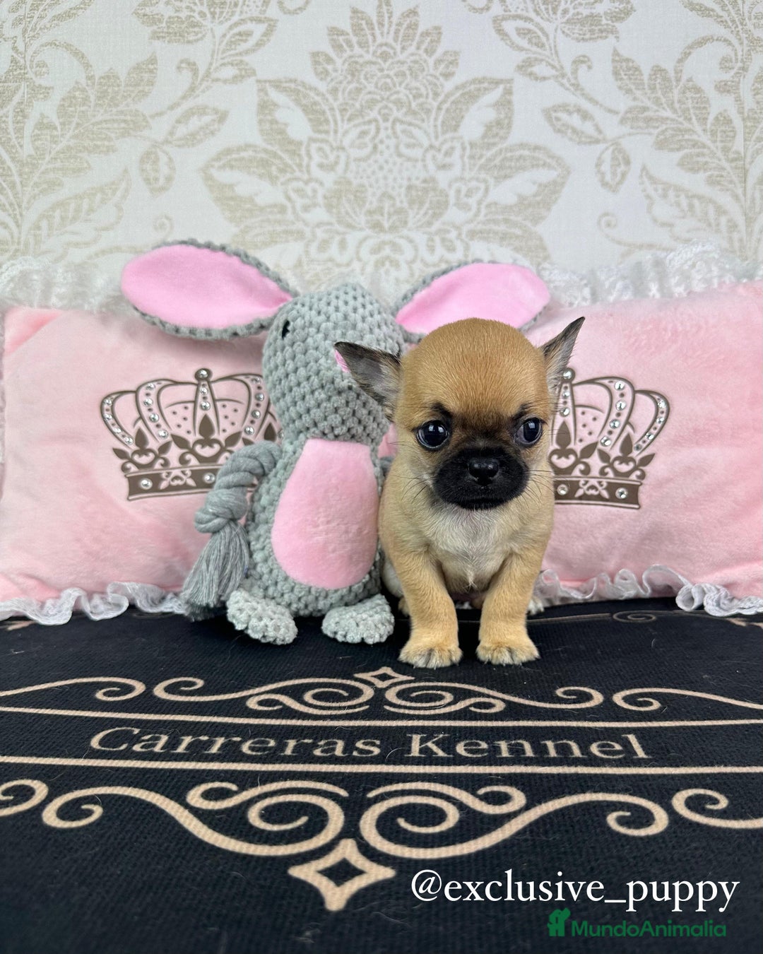 Chihuahua perros en venta: 🏆 Espectacular Chihuahua de Alta Calidad  - Imagen 4