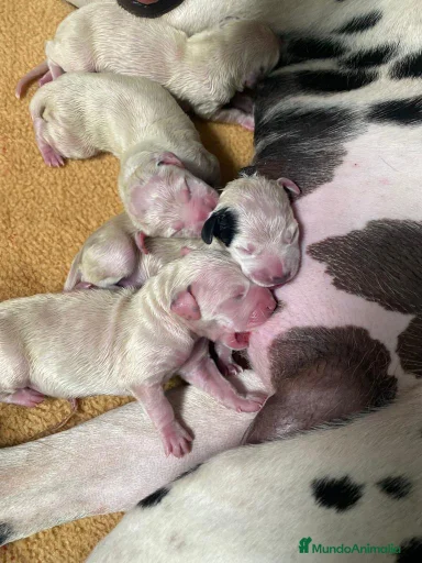 Imagen de galería {{count}}