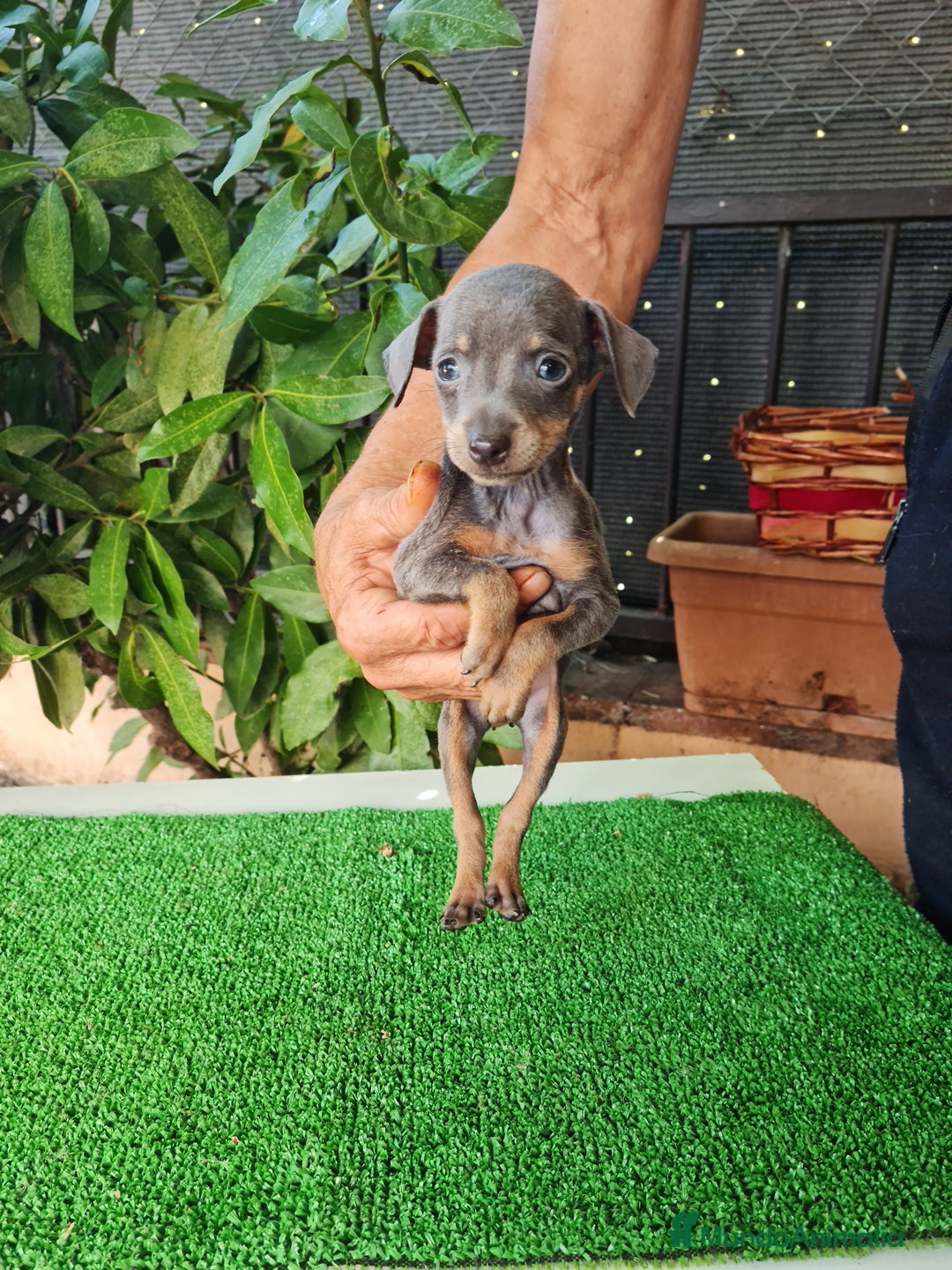 Ratón de Praga perros en venta: Raton de praga - Imagen 13
