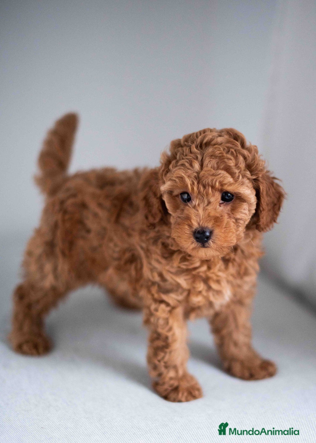 Caniche Toy perros en venta: caniche toy macho - Imagen 2