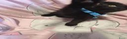 Scottish Fold gatos en venta: Scottish fold  en Valencia - Anuncio 3