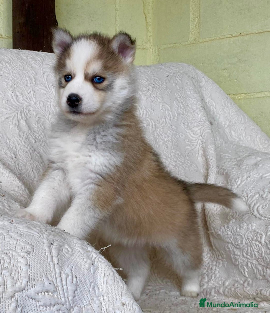 Husky Siberiano perros en venta: Husky Siberiano  - Anuncio 2