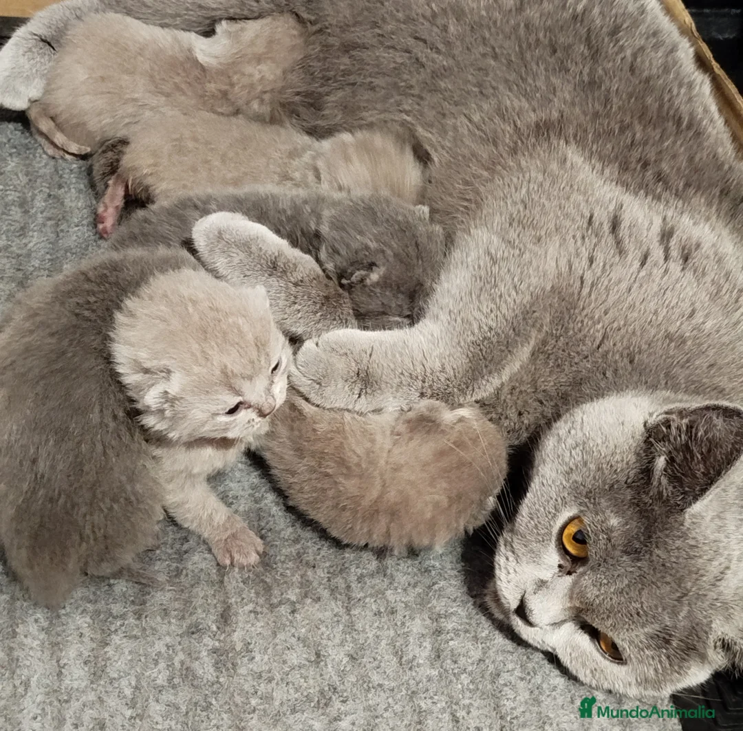 Británico de Pelo Corto gatos en venta: British Shorthair azules y lilac - Anuncio 1