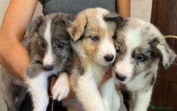 Border Collie perros en venta: Camada de Border collie  - Imagen 5