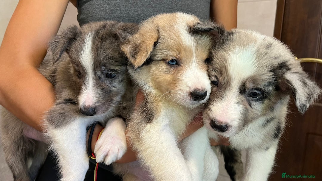 Border Collie perros en venta: Camada de Border collie  - Imagen 5