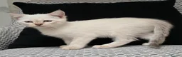 Siamés gatos en venta: Mcaho de siamés lilac point - Anuncio 1