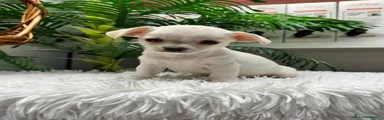 Chihuahua 1