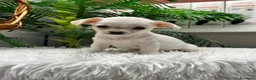 Chihuahua perros en venta: CHIHUAHUA - Anuncio 2