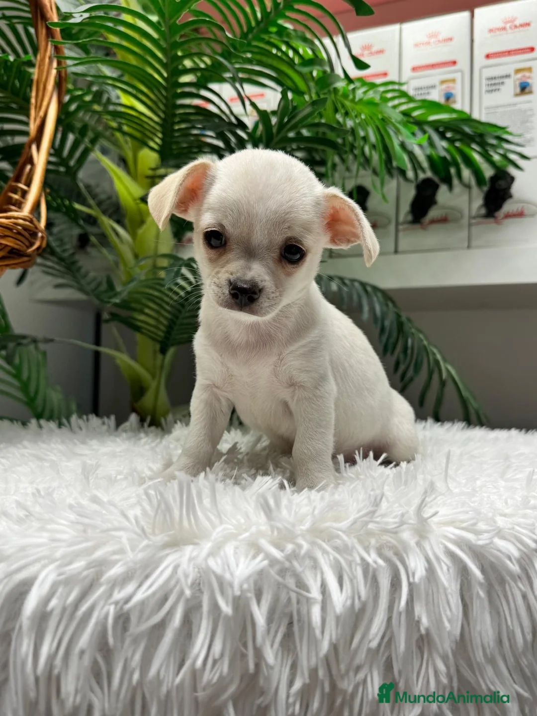 Chihuahua perros en venta: CHIHUAHUA - Anuncio 2