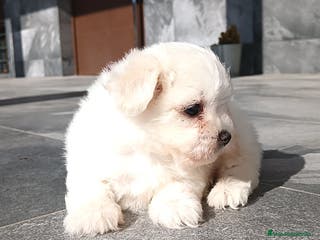 Bichón Maltés perros Bichon maltés - Anuncio 23
