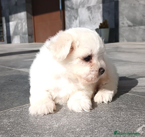 Bichón Maltés perros Bichon maltés - Anuncio 4