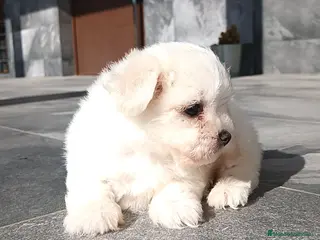 Bichón Maltés perros Bichon maltés - Anuncio 41