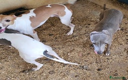 Pequeño Lebrel Italiano perros en venta: Lebrel italiano  - Imagen 1