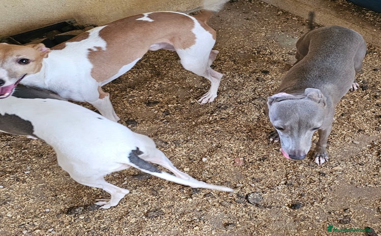 Pequeño Lebrel Italiano perros - Anuncio 1