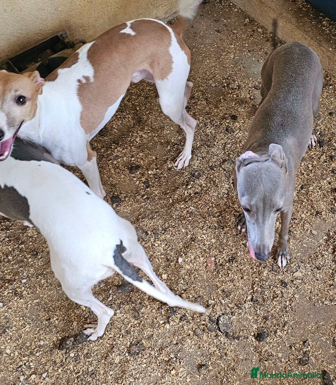 Pequeño Lebrel Italiano perros en venta: Lebrel italiano  - Imagen 1