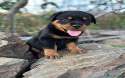 Rottweiler perros en venta: ROTTWEILER macho y hembra - Imagen 10