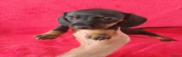 Teckel Miniatura perros en venta: Teckel Negro y Fuego  - Anuncio 2