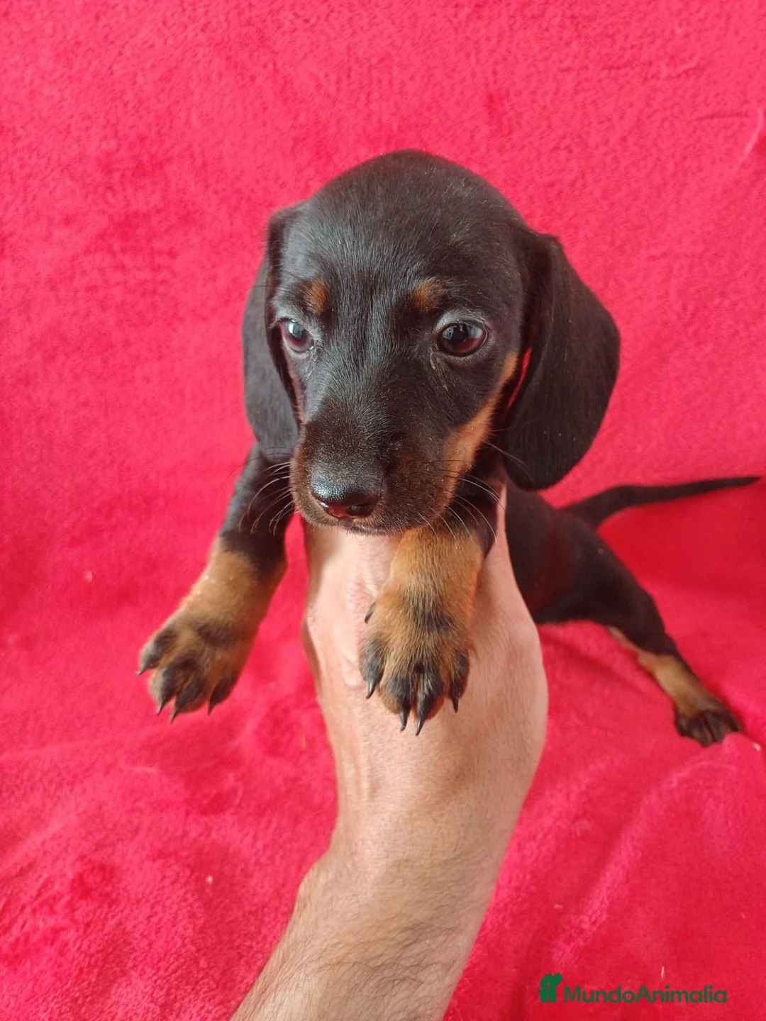 Teckel Miniatura perros en venta: Teckel Negro y Fuego  - Anuncio 2