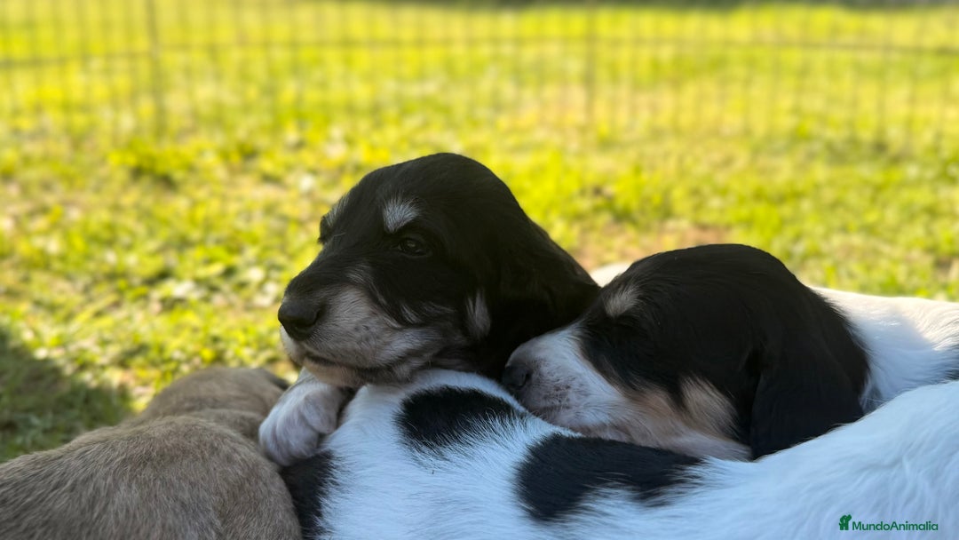 Saluki perros en venta: Camada de Salukis  - Imagen 19