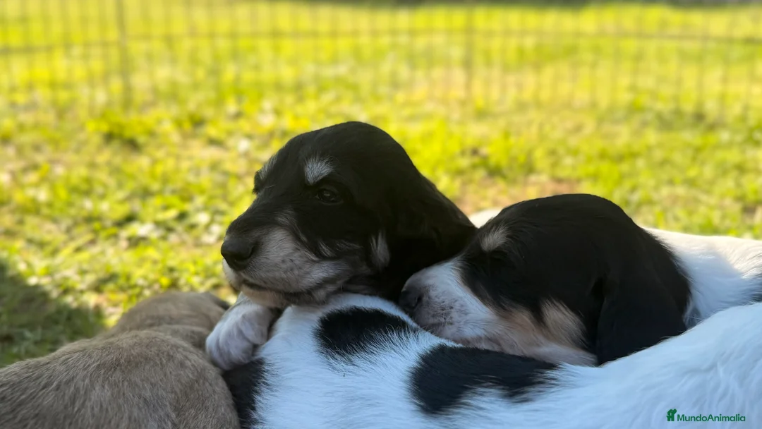 Saluki perros en venta: Camada de Salukis  - Anuncio 20