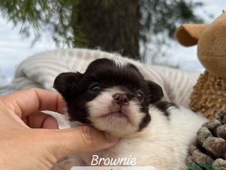 Chihuahua perros - Anuncio 12