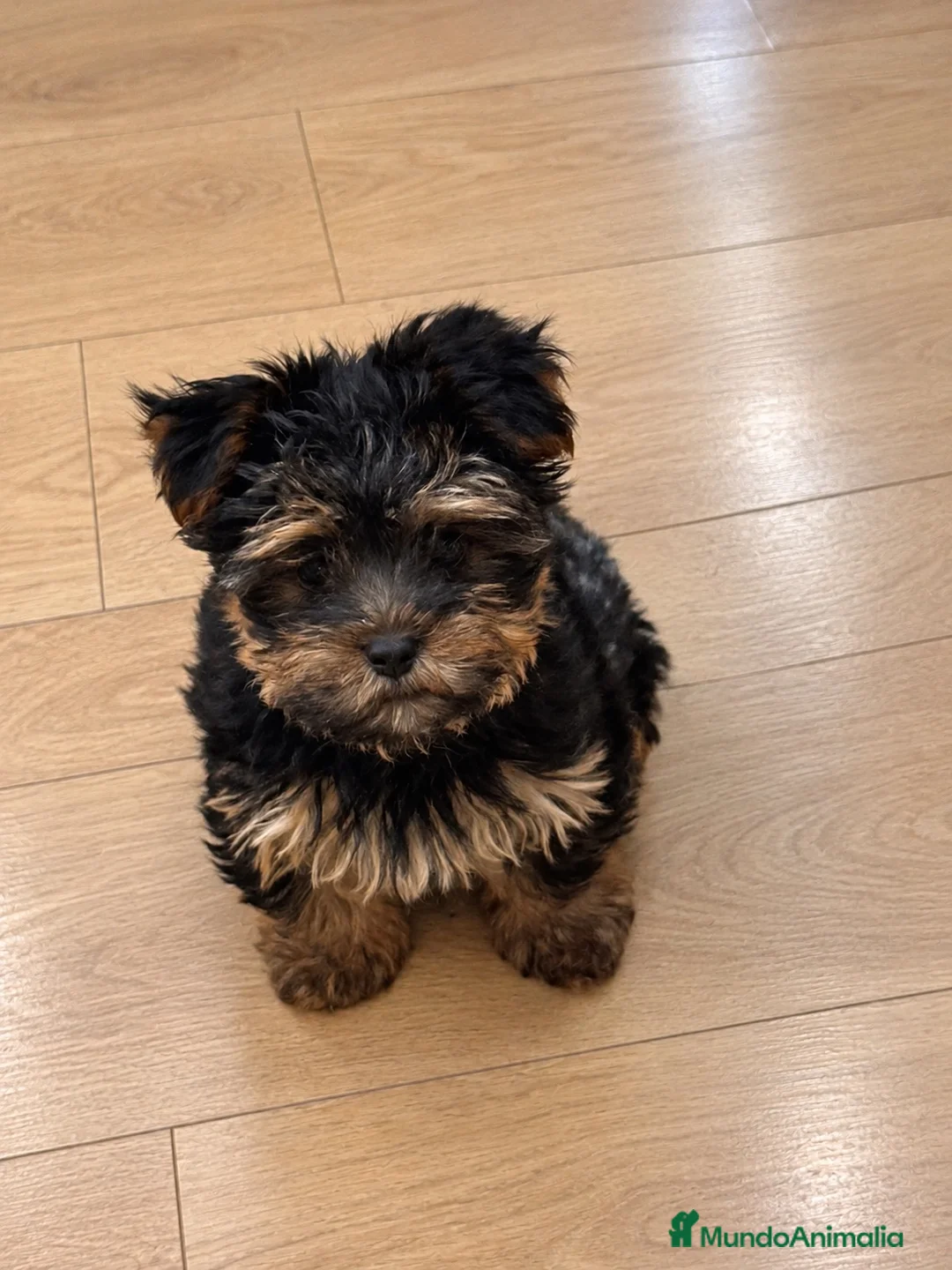 Yorkshire Terrier perros en venta: Yorkshire toy negro fuego  - Anuncio 1