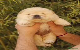 Chow Chow perros en venta: Cachorritos de Chow chow  - Imagen 2