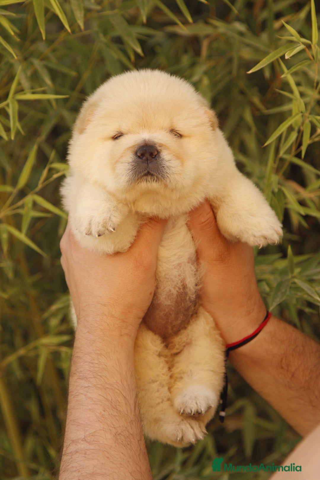 Chow Chow perros en venta: Cachorritos de Chow chow  - Imagen 2
